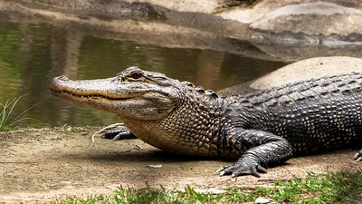 К чему снится крокодил по соннику: толкование снов про крокодила