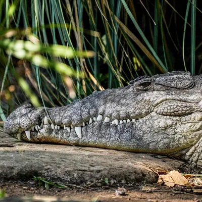 Ученые впервые зафиксировали непорочное зачатие у крокодила: Звери: Из  жизни: Lenta.ru