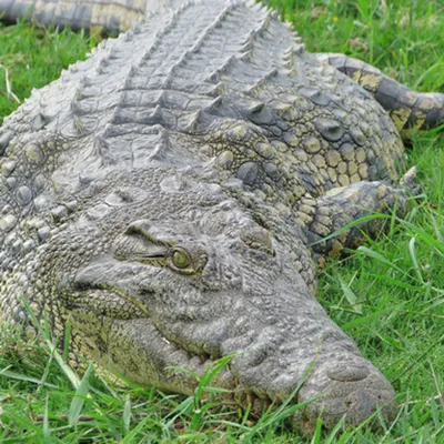 В США крупный аллигатор забрался на задний двор дома и разгромил его - РИА  Новости, 26.04.2020