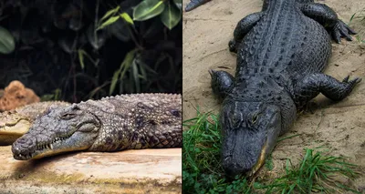 В чём разница между аллигатором и крокодилом? | МИР НАУКИ: интересное  вокруг | Дзен