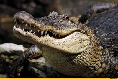 Крокодилы спасли прыгнувшую в воду собаку - 28.09.2023, Sputnik Азербайджан