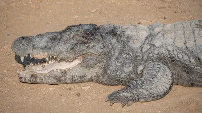 Ученые выяснили, как крокодилы могут часами ждать добычу под водой |  Природа | ERR