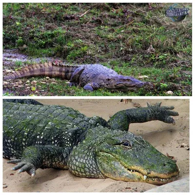 Как отличить аллигатора от крокодила | Пикабу