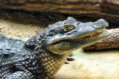Крокодил и аллигатор» — создано в Шедевруме