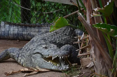 Крокодилы - все хищники, но не все опасны для человека | Большая Азия