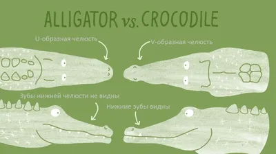 Аллигаторы: Кушает фрукты и вмерзает в лёд живьём. Отличия аллигаторов от  настоящих крокодилов | Пикабу