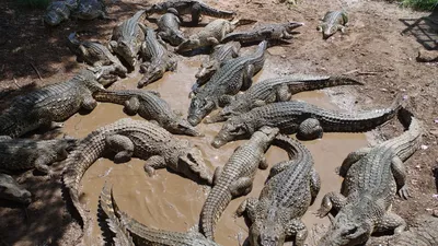 Was ist der Unterschied zwischen Krokodilen und Alligatoren? | National  Geographic