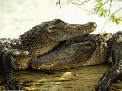 Крокодилы В Южной Африке — стоковые фотографии и другие картинки Крокодил -  Крокодил, Аллигатор, Африка - iStock