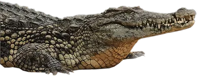 Китайский аллигатор (Крокодилы и черепахи) · iNaturalist