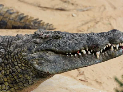Набор игровой 1Toy В мире животных Крокодилы 8предметов Т10497 купить по  цене 1090 ₸ в интернет-магазине Детский мир