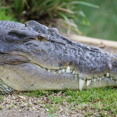 Чем крокодил отличается от аллигатора: несколько интересных различий  доминантных хищников | Пикабу