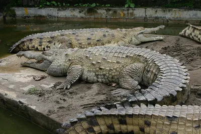 Аллигатор и крокодил - 55 фото