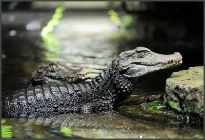 Кайман, крокодил и аллигатор. Показываю, чем они отличаются друг от друга |  Осторожно, планета Земля! | Дзен