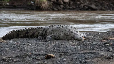 Оринокский крокодил — Википедия