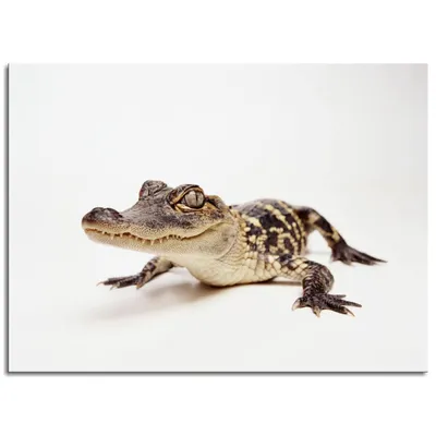 Комплект фигур Аллигатор, крокодил, варан, полистоун, стеклопластик, 3 шт.  купить недорого, цены от производителя 8 636 руб.