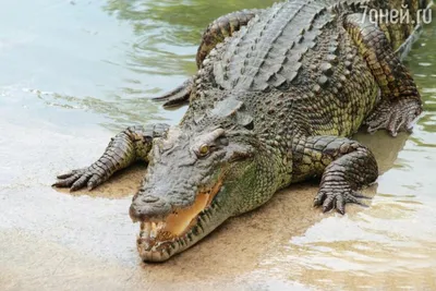 Tree House Kids Krokodil Crocodile Alligator Huge 52\" Plush Stuffed Plush |  eBay