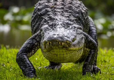 Крокодил или аллигатор изолированные на белом фоне Стоковое Изображение -  изображение насчитывающей больш, серо: 197598355