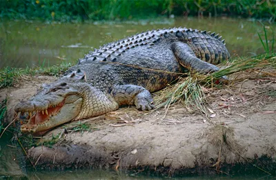 картинки : Аллигатор, Рептилия, Крокодил, Американский аллигатор, Фауна,  Экосистемный, трава, Нильский крокодил, организм, Дикая природа, Земное  животное, банка 4000x3000 - laura sorrensen - 1454191 - красивые картинки -  PxHere