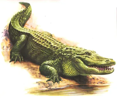 К чему снится крокодил — сонник: крокодил во сне | 7Дней.ру
