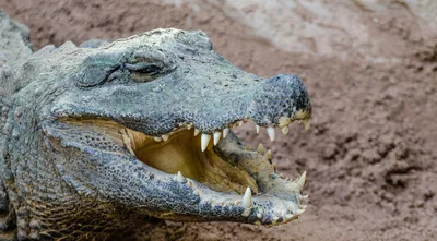 Чем крокодил отличается от аллигатора: несколько интересных различий  доминантных хищников | Пикабу