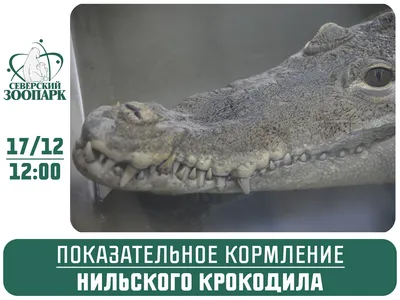 большой африканский аллигатор крокодил с открытым ртом Стоковое Изображение  - изображение насчитывающей клиппирование, челюсти: 219685853