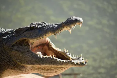 Чем крокодил отличается от аллигатора