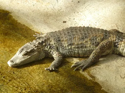 Гребнистый крокодил (Крокодилы и черепахи) · iNaturalist