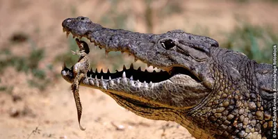 Откуда в Крыму взялись крокодилы и как они пережили \"библейский потоп\" -  Российская газета