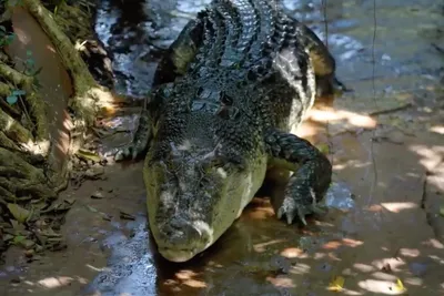 Чем питались древние крокодилы?