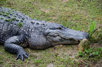 Крокодил Аллигатор Изолированы — стоковые фотографии и другие картинки  Аллигатор - Аллигатор, Прямо над, Крокодил - iStock