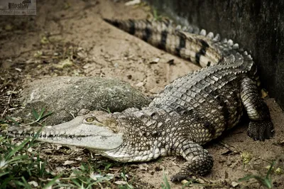 Аллигатор Крокодил Рептилия Дикая - Бесплатное фото на Pixabay - Pixabay