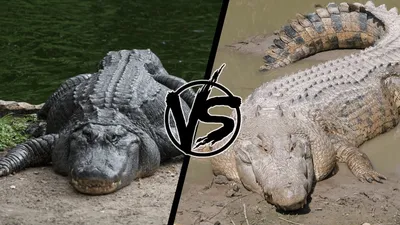 Крокодил против аллигатора. Кто сильней? - YouTube