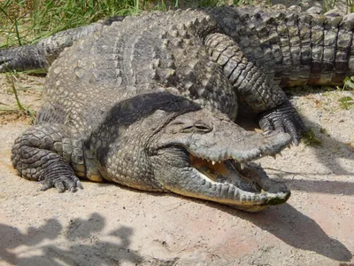 Показательное кормление нильского крокодила - Зоопарк