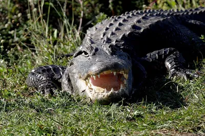 Крокодил напал на человека в Индонезии - почему - ZN.ua