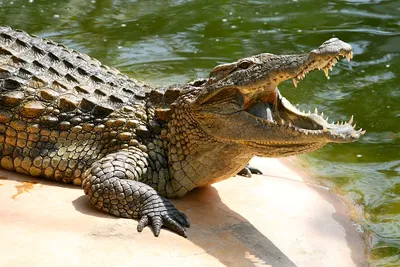 Крокодил или аллигатор 10*4см бронзовая статуэтка купить