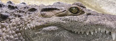 Кто опаснее: крокодил или аллигатор | Заметки о животных | Дзен