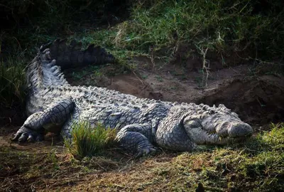 Крокодил людоед фото