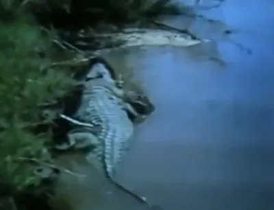 Bloody Gustav. Man-eating crocodile that killed over 300 people - YouTube