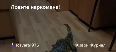 Кошмар на улице язв