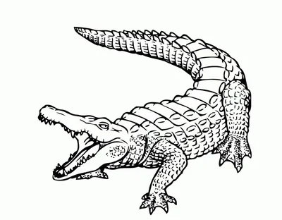 Крокодил рисунок фото