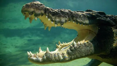 Гигантский крокодил изуродовал лицо подводного охотника - РИА Новости,  14.10.2020