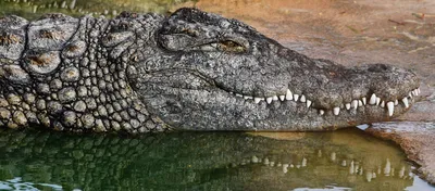 Крокодил полностью проглотил восьмилетнего мальчика - 06.03.2021, Sputnik  Казахстан