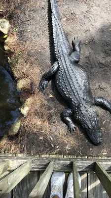 Обои крокодил, американский Аллигатор, нильский крокодил, крокодилы,  крокодилино на телефон Android, 1080x1920 картинки и фото бесплатно