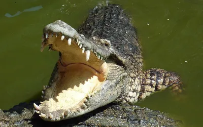 Крокодил съел руандийца, нарушившего карантин из-за COVID-19 - 25.03.2020,  Sputnik Беларусь