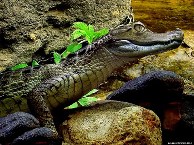 Гребнистый крокодил - обои на рабочий стол HD | Скачать Бесплатно картинки