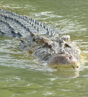 Крокодил съел живьем ученого в момент кормления в лаборатории - 15.01.2019,  Sputnik Беларусь
