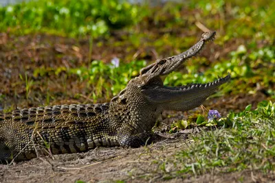 Сиамский крокодил - один из самых редких видов крокодилов в дикой природе |  Кафедра зоологии | Дзен