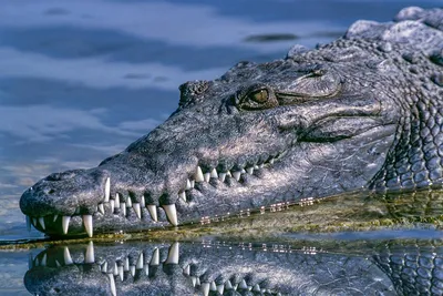 В Австралии крокодил напал на купавшуюся в озере женщину