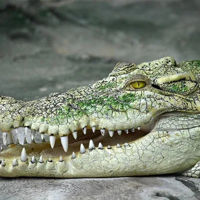 Крокодил растерзал купавшегося школьника: Звери: Из жизни: Lenta.ru