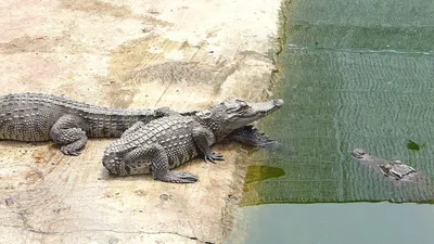 Может ли крокодил жить без хвоста? | Пикабу